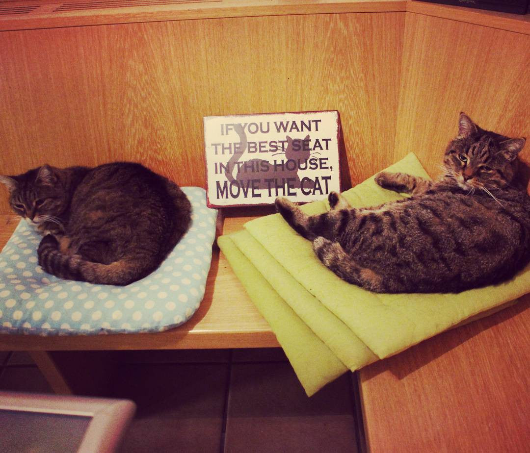 Blechschild: If you want the best seat in this house, move the cat